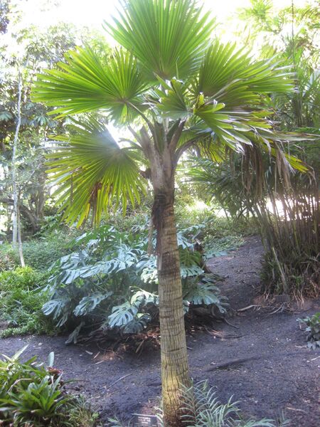 File:IMG 2021 hunt0903.jpg