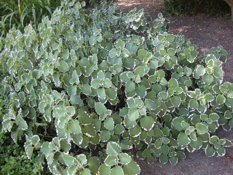 File:IMG 2022 hunt09oct.jpg