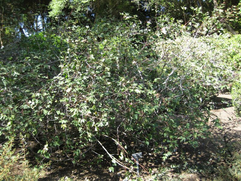 File:IMG 2025 hunt09oct.jpg