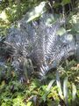 Thumbnail for version as of 00:59, 26 November 2009