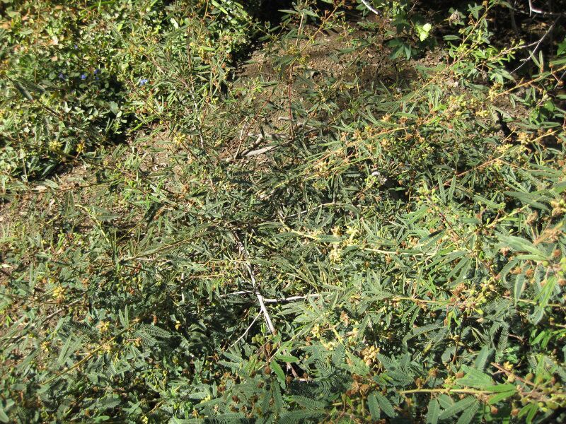 File:IMG 2029 hunt09oct.jpg