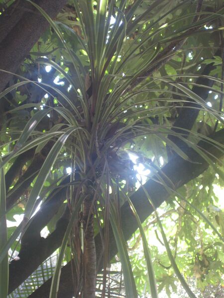 File:IMG 2030 hunt0903.jpg