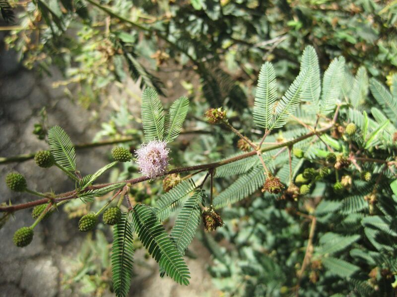 File:IMG 2030 hunt09oct.jpg