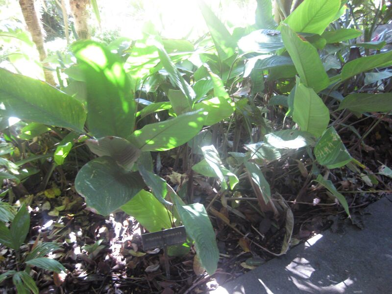 File:IMG 2032 hunt0903.jpg