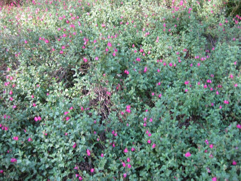 File:IMG 2036 hunt09oct.jpg