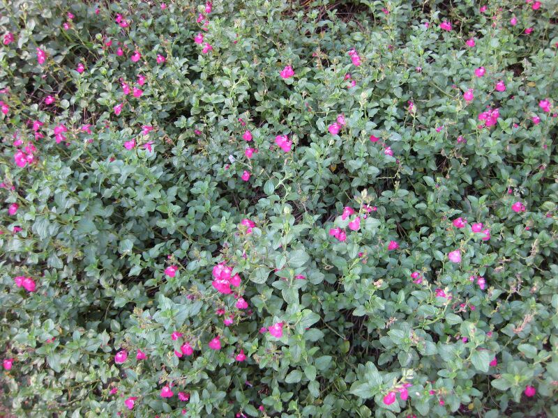 File:IMG 2037 hunt09oct.jpg