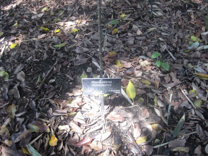File:IMG 2038 hunt0903.jpg