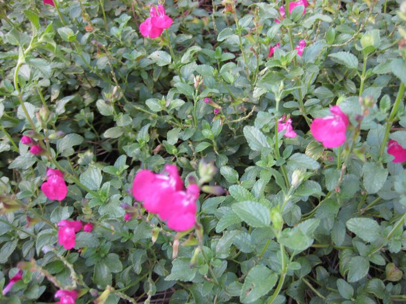 File:IMG 2038 hunt09oct.jpg