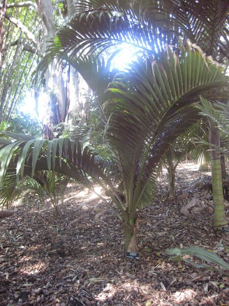 File:IMG 2039 hunt0903.jpg