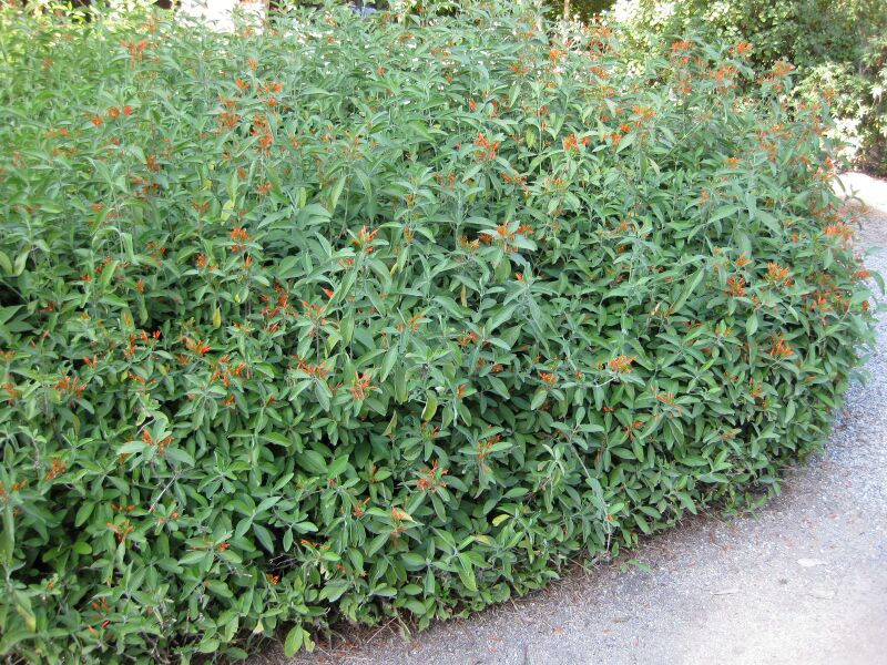 File:IMG 2040 hunt09oct.jpg