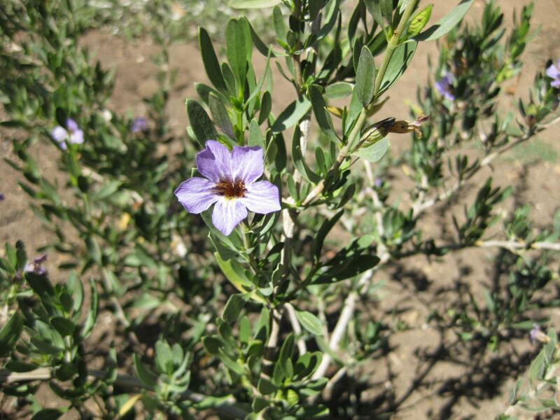 File:IMG 2043 hunt09oct.jpg