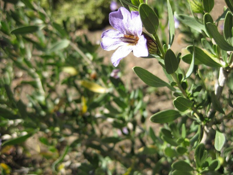 File:IMG 2044 hunt09oct.jpg