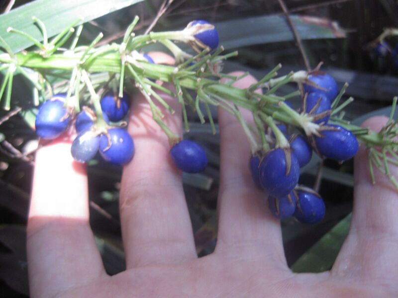 File:IMG 2045 hunt0903.jpg