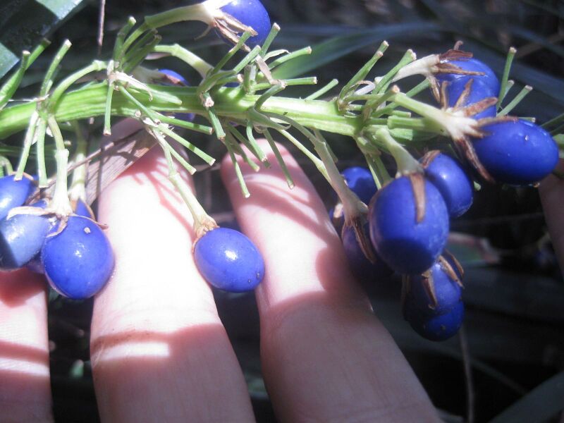 File:IMG 2046 hunt0903.jpg
