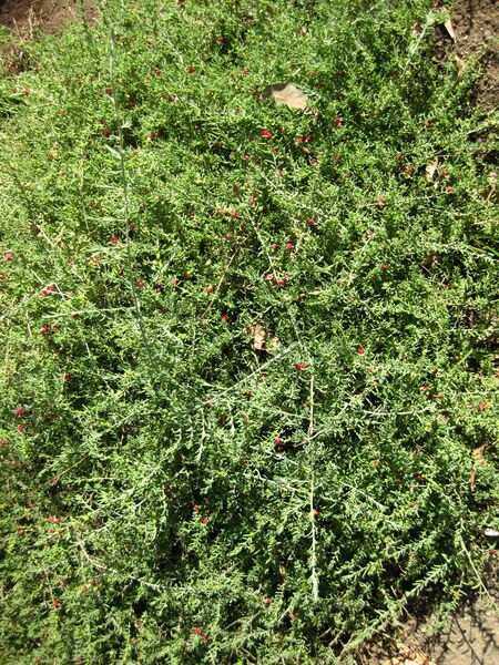 File:IMG 2050 hunt09oct.jpg