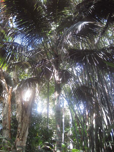 File:IMG 2051 hunt0903.jpg