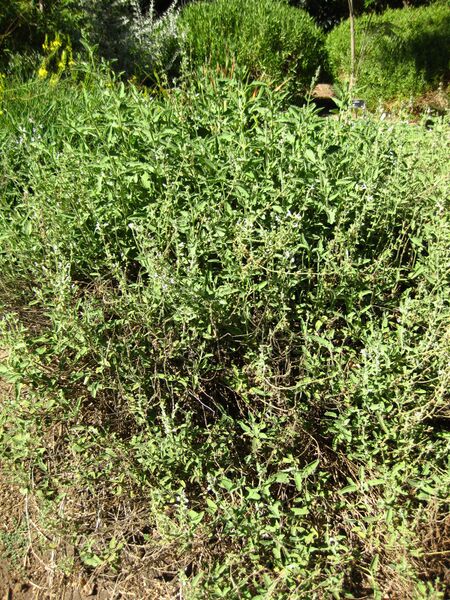 File:IMG 2051 hunt09oct.jpg