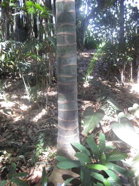 File:IMG 2052 hunt0903.jpg