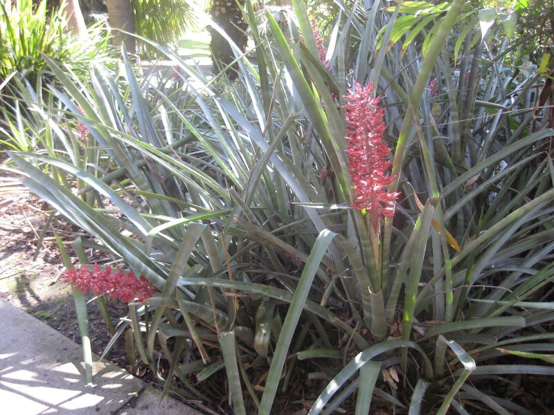 File:IMG 2054 hunt0903.jpg