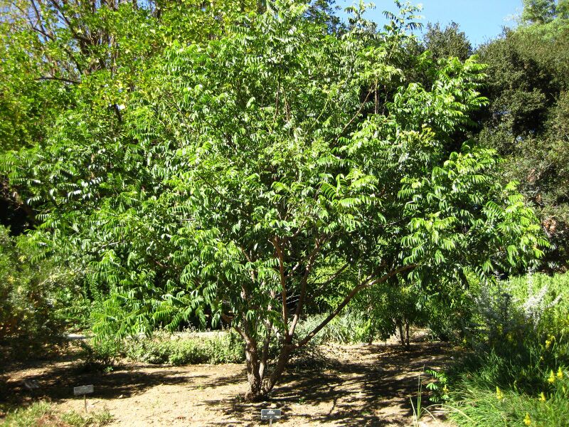 File:IMG 2054 hunt09oct.jpg