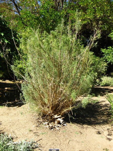 File:IMG 2056 hunt09oct.jpg