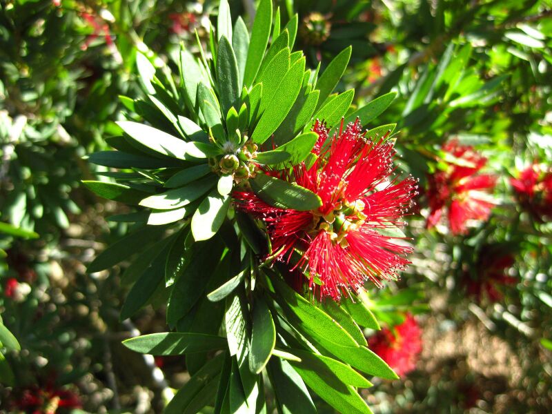 File:IMG 2059 hunt09oct.jpg