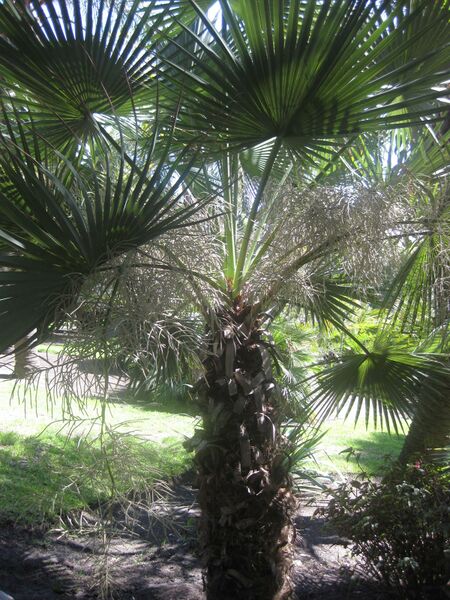 File:IMG 2060 hunt0903.jpg