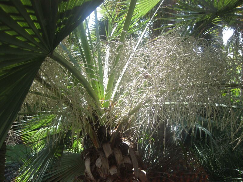 File:IMG 2061 hunt0903.jpg