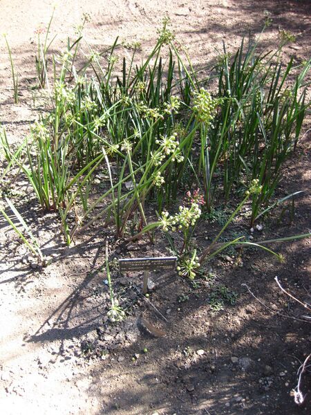 File:IMG 2062 hunt09oct.jpg