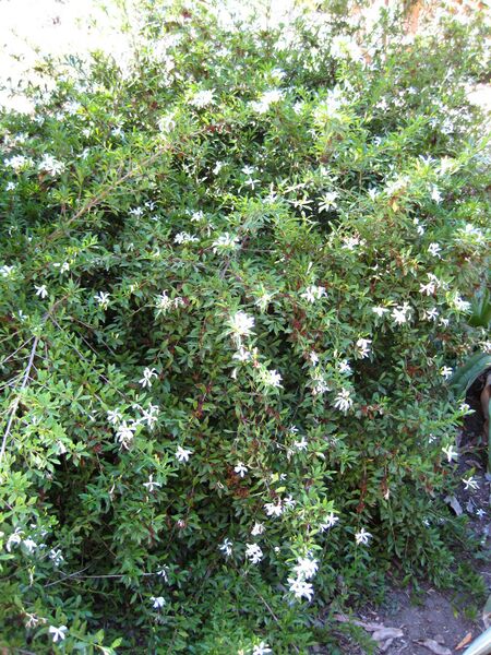 File:IMG 2064 hunt09oct.jpg