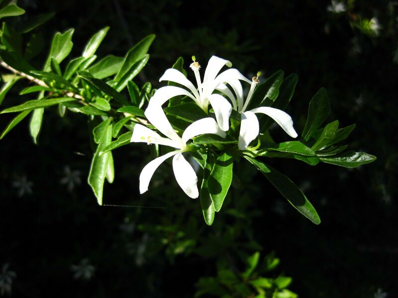 File:IMG 2065 hunt09oct.jpg