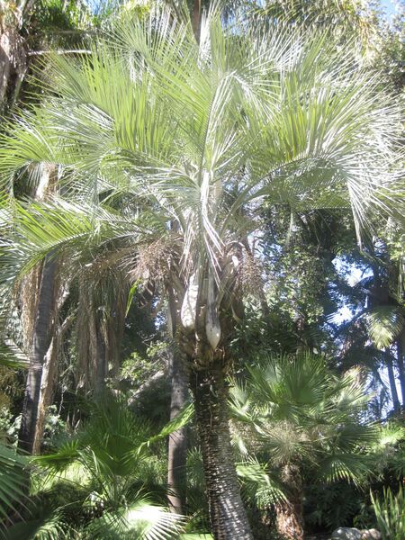 File:IMG 2066 hunt0903.jpg