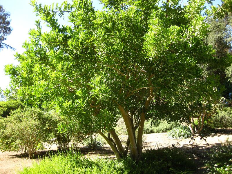 File:IMG 2067 hunt09oct.jpg