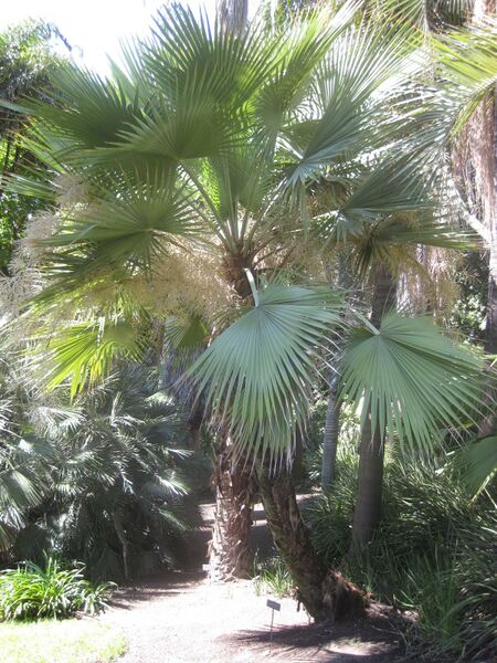 File:IMG 2068 hunt0903.jpg