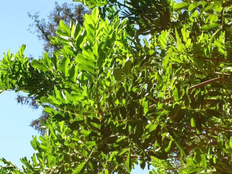 File:IMG 2068 hunt09oct.jpg