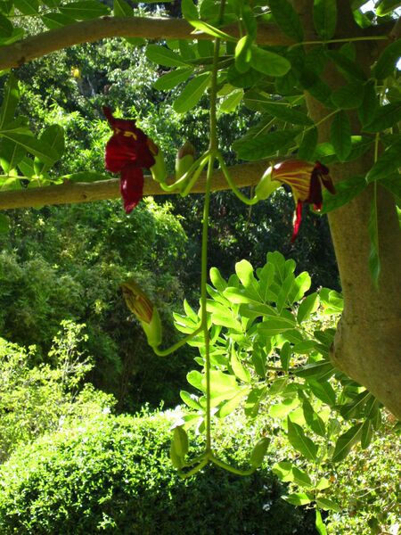 File:IMG 2069 hunt09oct.jpg