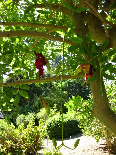 File:IMG 2071 hunt09oct.jpg