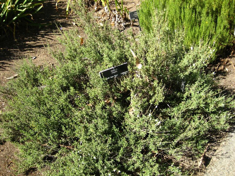 File:IMG 2077 hunt09oct.jpg