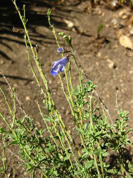 File:IMG 2079 hunt09oct.jpg