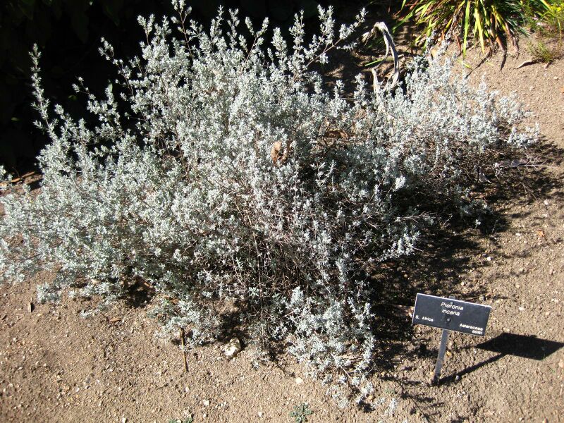 File:IMG 2080 hunt09oct.jpg