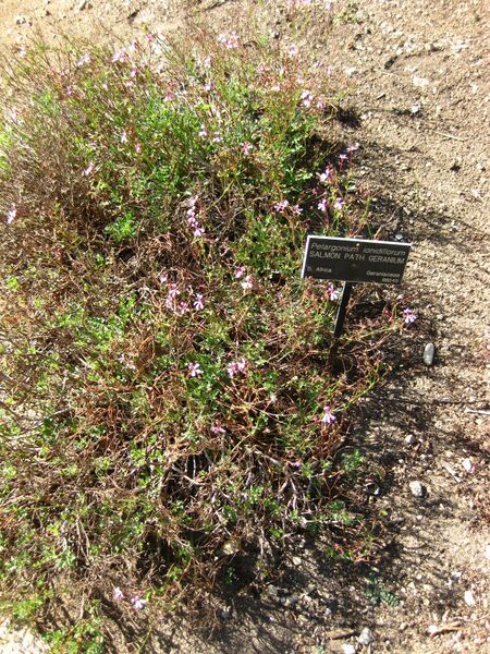 File:IMG 2083 hunt09oct.jpg