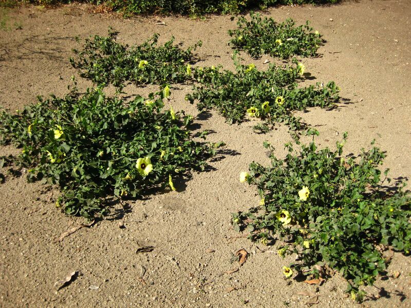 File:IMG 2085 hunt09oct.jpg