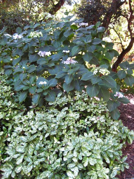 File:IMG 2088 hunt09oct.jpg