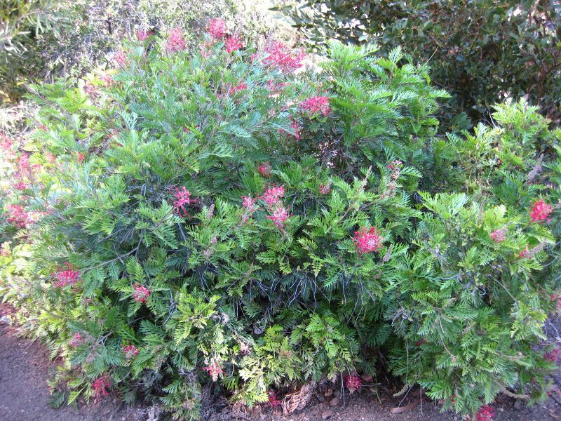 File:IMG 2089 hunt09oct.jpg