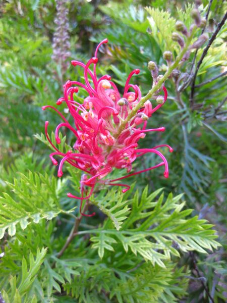 File:IMG 2090 hunt09oct.jpg