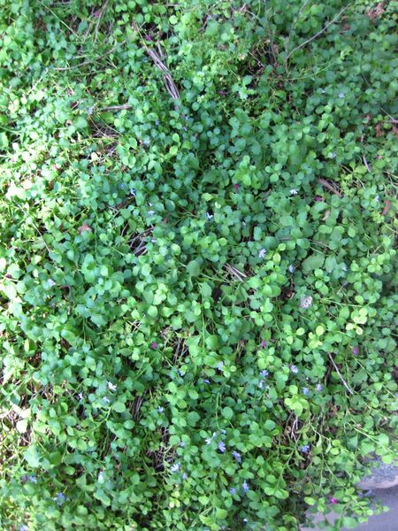 File:IMG 2092 hunt09oct.jpg