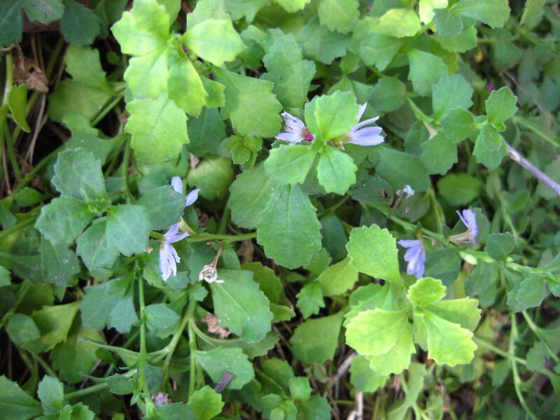 File:IMG 2093 hunt09oct.jpg