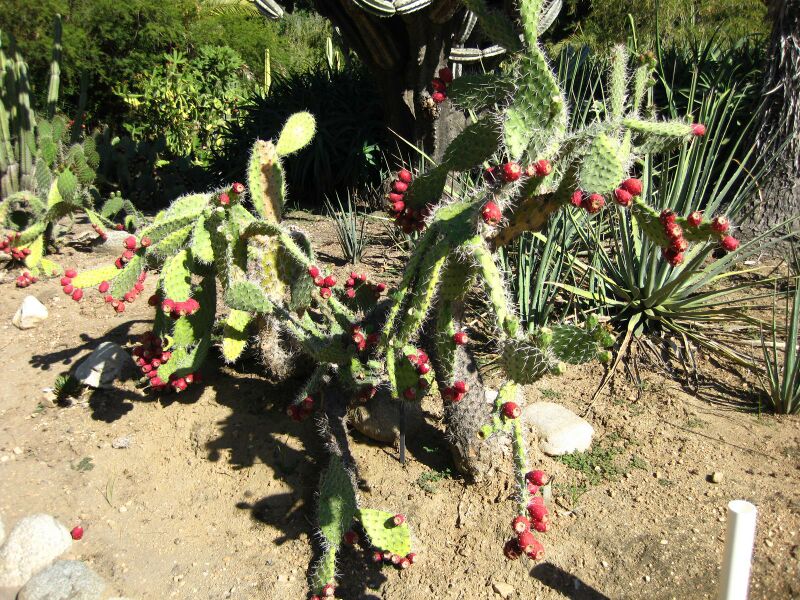 File:IMG 2097 hunt09oct.jpg