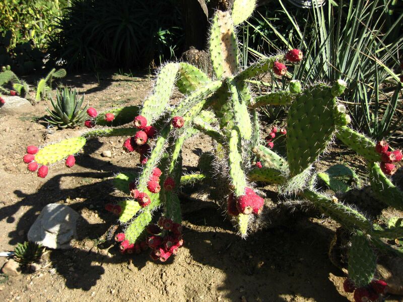 File:IMG 2098 hunt09oct.jpg