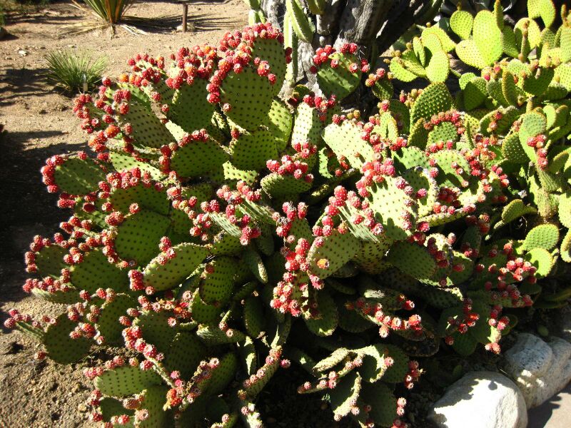 File:IMG 2100 hunt09oct.jpg